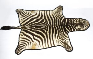 Vintage Taxidermy Zebra Skin Rug with Felt Backing c 1970 | Ref. no. 08306 | Regent Antiques